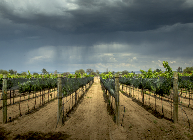 Paisaje de viñedo nublado
