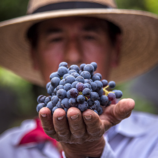Uvas cosechadas